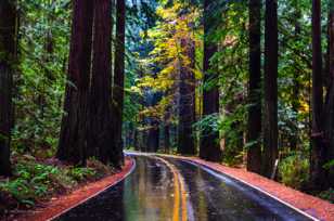 Autumn in the Avenue of the Giants-1748.jpg